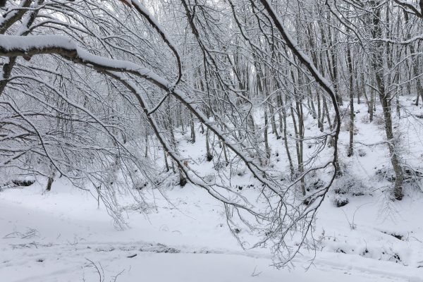 Meteo: Πτώση θερμοκρασίας Παρασκευή και Σάββατο – Χιόνια σε χαμηλά υψόμετρα, παγετός και θυελλώδεις άνεμοι