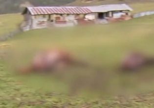 Γρεβενά:  Σοκάρουν οι εικόνες από την κτηνωδία με τα τεμαχισμένα άλογα – «Ένα σφαγείο, ένα μακελειό»