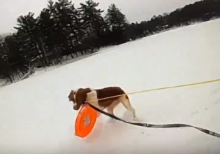 Μίσιγκαν: Σκύλος «φύλακας άγγελος» – Πώς βοήθησε να σωθεί ο ιδιοκτήτης που έπεσε σε παγωμένη λίμνη