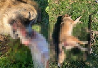 Μέγαρα: Κακοποίησαν και σκότωσαν σκυλίτσα – Την χτύπησαν με αεροβόλο και την τρύπησαν με σίδερο