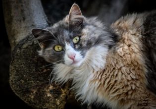 Δήμος Κατερίνης: Στόχος να στειρωθούν 400 αδέσποτα ζώα συντροφιάς