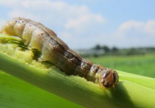 Spodoptera frugiperda: Πώς θα αντιμετωπίσετε το καταστρεπτικό παράσιτο