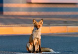 Λαμία: Αλεπού έκανε βόλτες στους δρόμους – Αναζητούσε τροφή