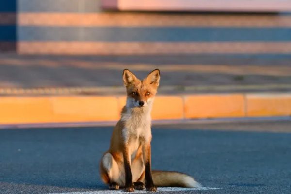 Λαμία: Αλεπού έκανε βόλτες στους δρόμους – Αναζητούσε τροφή