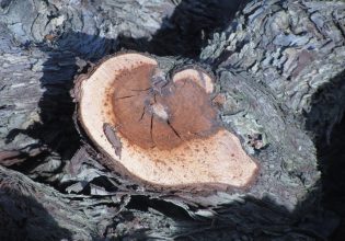 Αμπέλι: Προστασία από τις ασθένειες ξύλου -Τι να προσέξετε
