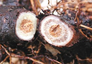 Αμπέλι: Προληπτικά μέτρα για τις ασθένειες ξύλου