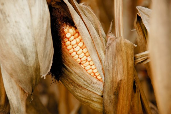 ΕΕ: Πράσινο φως σε γενετικώς τροποιημένες ποικιλίες αραβόσιτου και ελαιοκράμβης