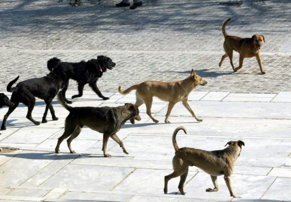 Τρόμος στον Βόλο – Μαθητής δέχθηκε επίθεση από αγέλη σκύλων