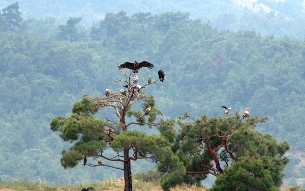 Δαδιά: Τεχνητές φωλιές για τους πυρόπληκτους μαυρόγυπες