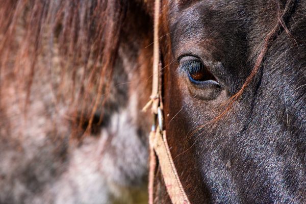 Παρέμβαση του Αρείου Πάγου για τη θανάτωση τεσσάρων αλόγων στα Γρεβενά