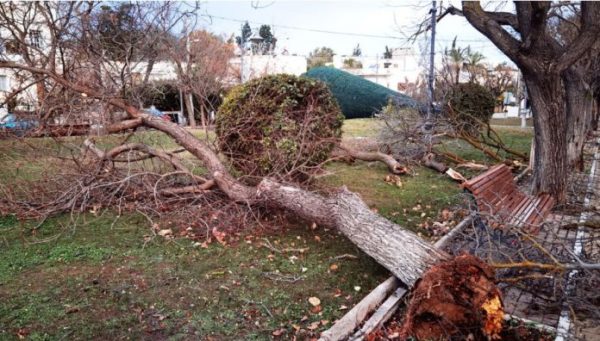 Κακοκαιρία: 485 κλήσεις στην Πυροσβεστική για κοπές δένδρων – Σχεδόν 200 στην Αττική