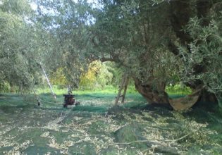 Ηράκλειο: Μπήκαν σε λιόφυτο, έκλεψαν τους κορμούς των δέντρων και άφησαν τα κλαδιά