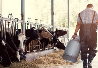 ΣΕΚ: Οι χαμηλές τιμές γάλακτος δυσκολεύουν την επιβίωση των κτηνοτρόφων