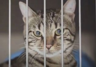 Όταν οι γάτες γέμισαν τη φυλακή οι κρατούμενοι άλλαξαν συνήθειες