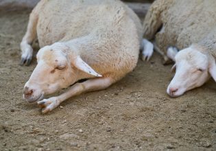 Φθιώτιδα: Αυξάνουν τα κρούσματα ευλογιάς προβάτου – Σε αδιέξοδο οι κτηνοτρόφοι