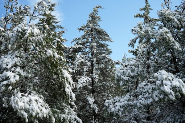 Επιμένει η κακοκαιρία – Χαμηλές θερμοκρασίες, παγετός και θυελλώδεις άνεμοι