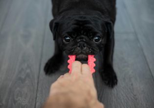 Το παιχνίδι με τον σκύλο σας δυναμώνει τη σχέση σας – Τα παιχνίδια που μπορείτε να παίξετε