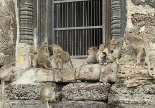 Ταϊλάνδη: Χιλιάδες πεινασμένες μαϊμούδες κατέλαβαν το κέντρο – Τράπηκαν σε φυγή ντόπιοι και τουρίστες