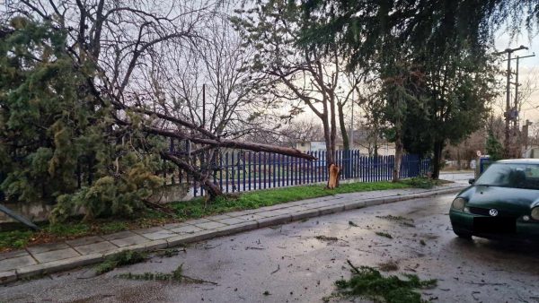 Πτώσεις δέντρων έκλεισαν τα… σχολεία σε περιοχή της Θεσσαλονίκης