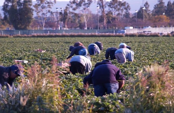 Άγγιξαν τις 400.000 τα αιτήματα για μετακλήσεις ξένων εργατών