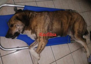 Κατερίνη: Πυροβόλησαν και σκότωσαν σκύλο – Πάνω από 30 σκάγια στο σώμα του