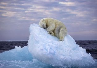 Η εικόνα της πολικής αρκούδας που κοιμάται κερδίζει το κορυφαίο βραβείο φωτογραφίας άγριας ζωής