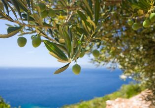 Κρήτη: Σημαντικά μειωμένη η ελαιοπαραγωγή – Πού οφείλεται