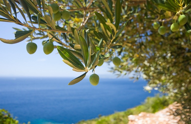 Κρήτη: Σημαντικά μειωμένη η ελαιοπαραγωγή - Πού οφείλεται