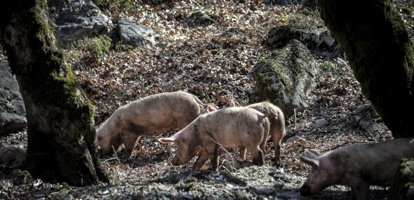 Κρούσμα αφρικανικής πανώλης των χοίρων στη Βόλβη – Θανατώθηκαν όλα τα ζώα