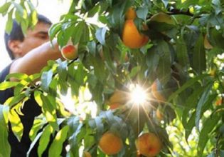 ΟΠΕΚΕΠΕ: Υποβολή παραστατικών για κομφούζιο και νιτρορύπανση