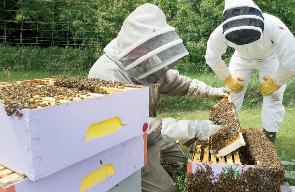 Η Βουλή θα χορηγήσει 1.200 κυψέλες σε πληγέντες μελισσοκόμους
