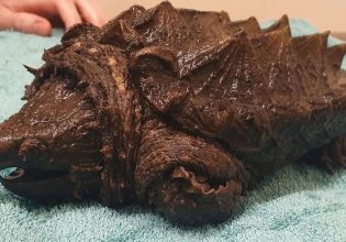Βρετανία: Συναγερμός για «χελώνα-αλιγάτορα» – Δαγκώνει «άσχημα» και μπορεί να κόψει ακόμα και δάχτυλα