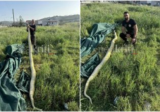 Κρήτη: Βρήκαν γιγάντιο πύθωνα σε χωράφι