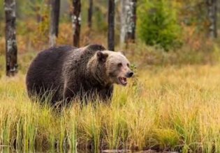 Σλοβακία: Γυναίκα βρέθηκε νεκρή μετά από καταδίωξη από αρκούδα