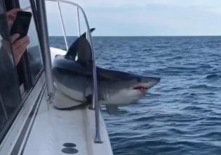 Καρχαρίας σκορπά τον τρόμο – Η στιγμή που κόλλησε σε βάρκα 