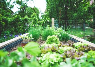 Πώς μια γυναίκα αύξησε την περιουσία της καλλιεργώντας λαχανικά στον κήπο της