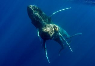Μεγάπτερες φάλαινες φωτογραφήθηκαν για πρώτη φορά να κάνουν σεξ – Και ήταν και οι δύο αρσενικές