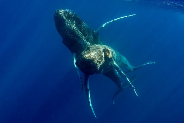 Μεγάπτερες φάλαινες φωτογραφήθηκαν για πρώτη φορά να κάνουν σεξ – Και ήταν και οι δύο αρσενικές