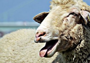 Φθιώτιδα: Νέα εστία ευλογιάς του προβάτου – Σε επιφυλακή οι κτηνοτρόφοι