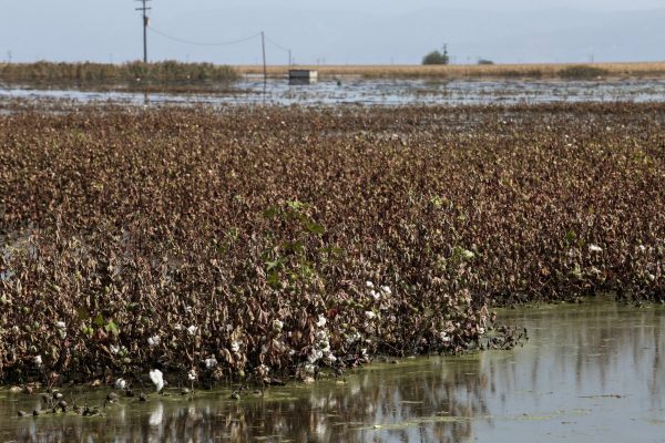 Αγρότες: «Κόκκινη γραμμή» να φύγει το βαμβάκι από τη Θεσσαλία – Η ανησυχία για το Master Plan των Ολλανδών