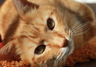 Τι να τρώει η γάτα για να έχει γυαλιστερό και υγιές τρίχωμα
