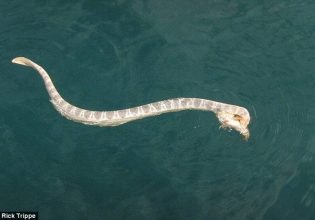 Βόλος: Φίδι δάγκωσε 40χρονη την ώρα που κολυμπούσε