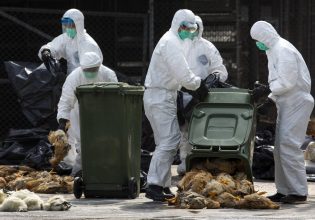 Γρίπη των πτηνών: Ευρωπαϊκή υπηρεσία προειδοποιεί για κίνδυνο πανδημίας