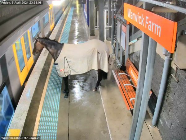 Αυστραλία: Άλογο μπήκε σε σιδηροδρομικό σταθμό και… περίμενε το τρένο