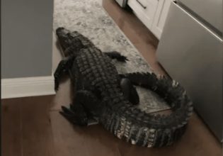 Φλόριντα: Όταν ένας αλιγάτορας δύο μέτρων εισέβαλε σε σπίτι