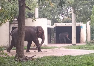 Μπανγκλαντές: Ελέφαντας σκότωσε αγόρι σε ζωολογικό κήπο