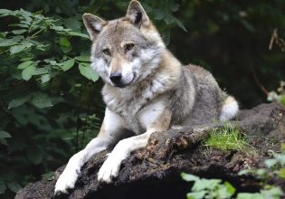 ΕΕ: Οι πεινασμένοι λύκοι απειλούν την κλιματική ατζέντα της Ευρώπης