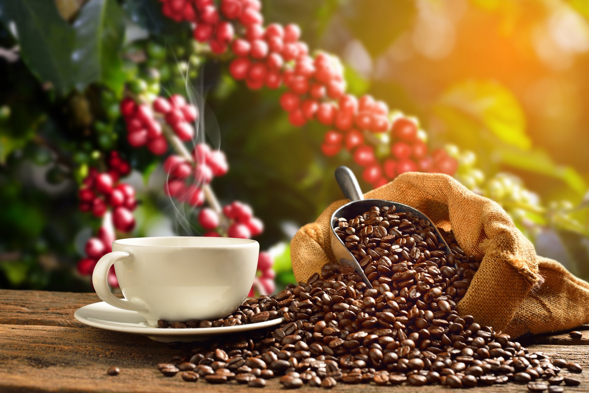 Συνθετικός καφές: φθηνότερος και... φιλικός στο περιβάλλον