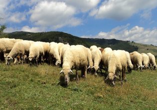 Θεσσαλία: Πώς θα προστατέψουν οι κτηνοτρόφοι το ζωικό κεφάλαιο από φυσικές καταστροφές