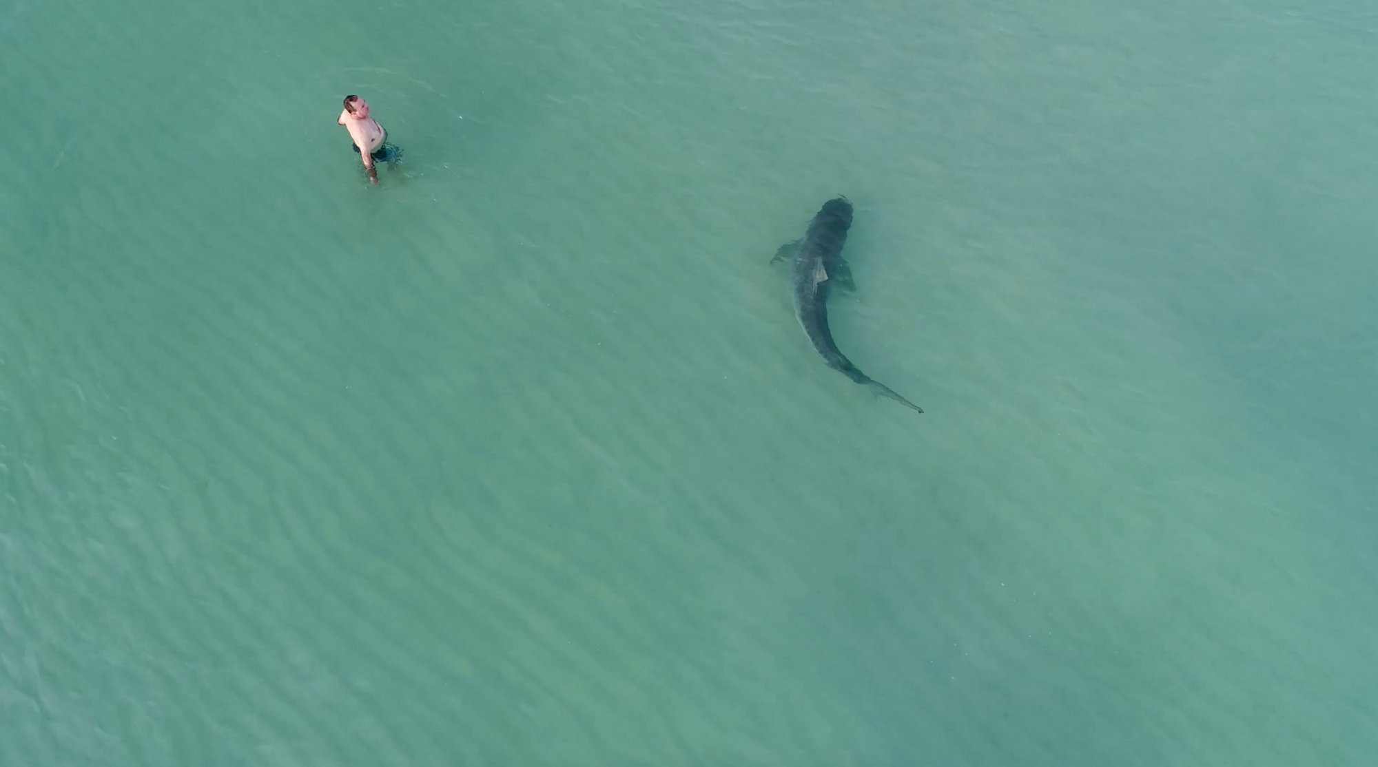 ΗΠΑ: Ειδικοί διερευνούν την επίθεση καρχαρία σε κολυμβητή κοντά στο Σαν Ντιέγκο
